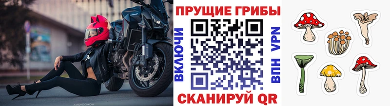 магазин продажи   Шагонар  Псилоцибиновые грибы MAGIC MUSHROOMS 